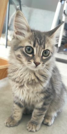 Hallo unsere sechs reinrassigen Kitten sind am 24.03.22