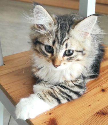 Hallo unsere sechs reinrassigen Kitten sind am 24.03.22