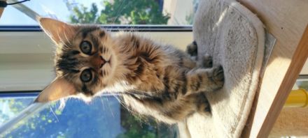 Hallo unsere sechs reinrassigen Kitten sind am 24.03.22