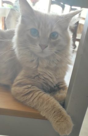 Hallo unsere sechs reinrassigen Kitten sind am 24.03.22