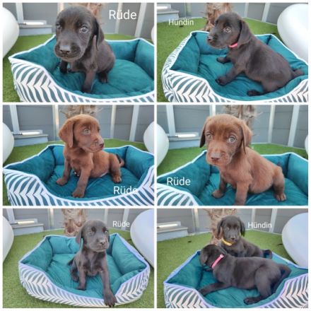 Labrador Retriever, Welpen