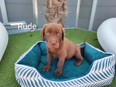 Labrador Retriever, Welpen