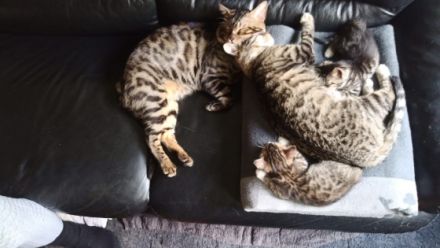 Hallo Zusammen :) Am 09. Juni 2022 hat unser Bengal