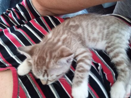 Hallo Zusammen :) Am 09. Juni 2022 hat unser Bengal