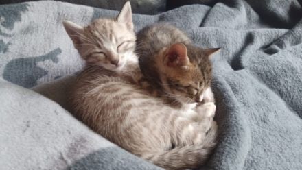 Hallo Zusammen :) Am 09. Juni 2022 hat unser Bengal