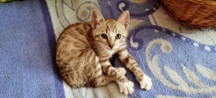 Hallo Zusammen :) Am 09. Juni 2022 hat unser Bengal