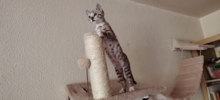 Hallo Zusammen :) Am 09. Juni 2022 hat unser Bengal