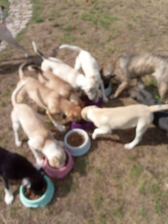 Zu verkaufen sind 9 bildhübsche Mischlingswelpen die am