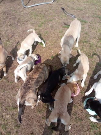 Zu verkaufen sind 9 bildhübsche Mischlingswelpen die am