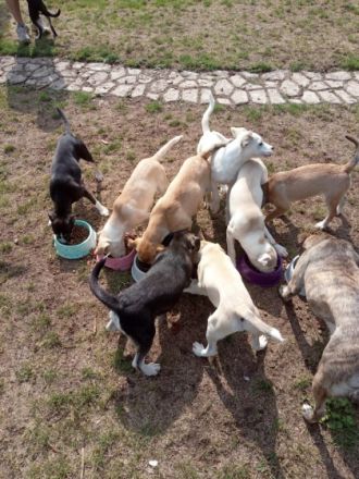 Zu verkaufen sind 9 bildhübsche Mischlingswelpen die am