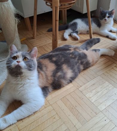 Unsere liebe Katze hat 5 kleine Kitten zur Welt