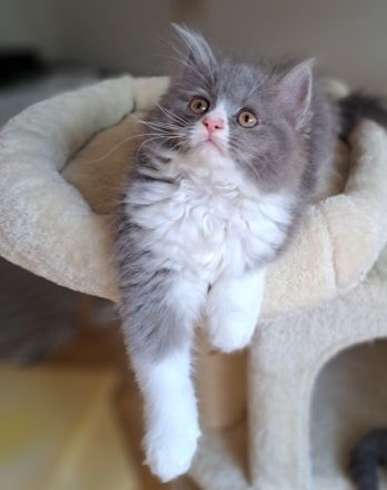 Unsere liebe Katze hat 5 kleine Kitten zur Welt