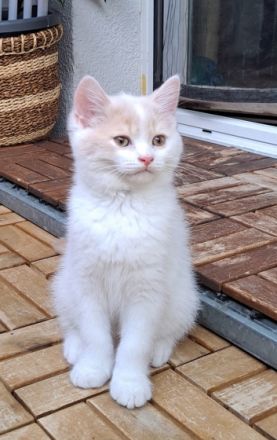 Unsere liebe Katze hat 5 kleine Kitten zur Welt