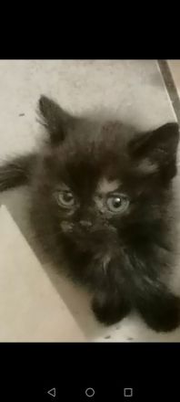 Hallo, Wir haben 7 kleine süße Perser Heilige Birma Mix