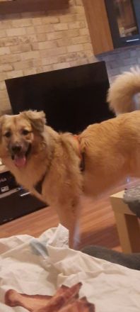 Milo, Hallo mein Name ist milo bin 10 Monate alt Ich