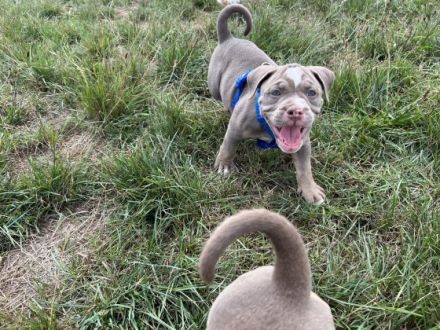 Olde English Bulldogge, Welpen