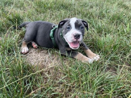 Olde English Bulldogge, Welpen