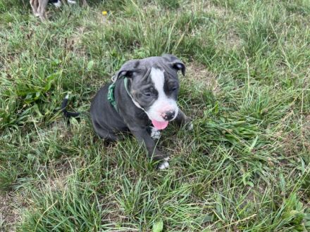 Olde English Bulldogge, Welpen