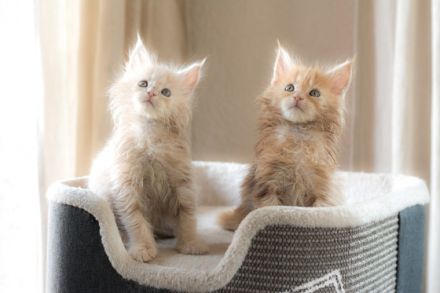 Unsere wunderschöne reinrassige Maine Coon Taycy hat am