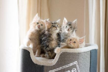 Unsere wunderschöne reinrassige Maine Coon Taycy hat am