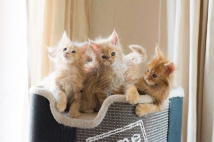 Unsere wunderschöne reinrassige Maine Coon Taycy hat am