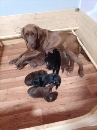 Hallo wir haben süße aufgeweckte Welpen die ab Ende