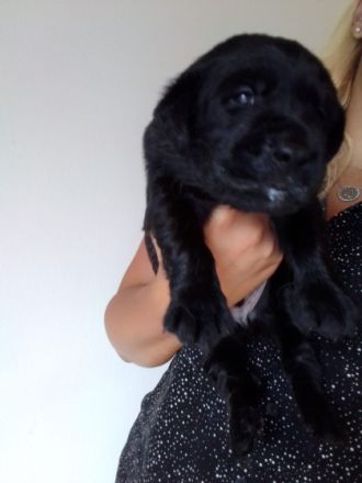 Hallo wir haben süße aufgeweckte Welpen die ab Ende