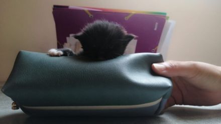 Hallo wir haben wunderschöne Perser Kitten mit normaler