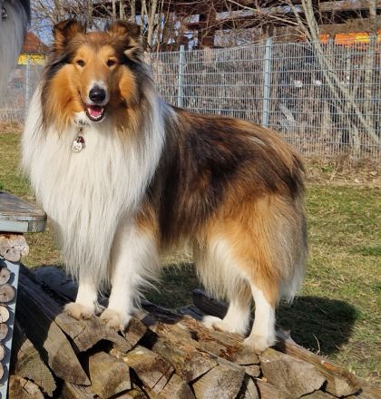 Fairytales Our Favorite "Baily"