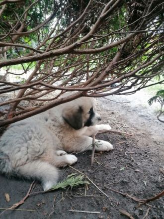 Schöner Hütehundwelpe in liebevolle Hände abzugeben.