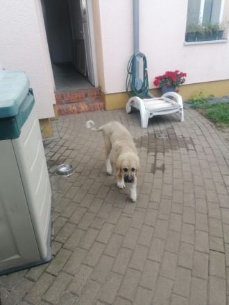 Schöner Hütehundwelpe in liebevolle Hände abzugeben.