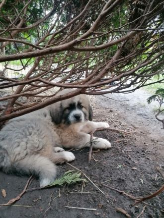 Schöner Hütehundwelpe in liebevolle Hände abzugeben.
