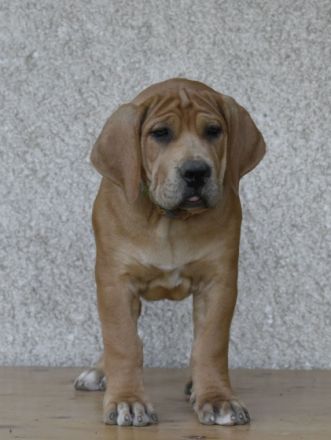 12 Wochen alte Welpen einer der seltensten Arten von