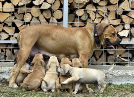 12 Wochen alte Welpen einer der seltensten Arten von