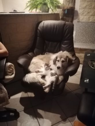 Hera, Junge Hündin, 2Jahre sucht ein neues Zuhause.