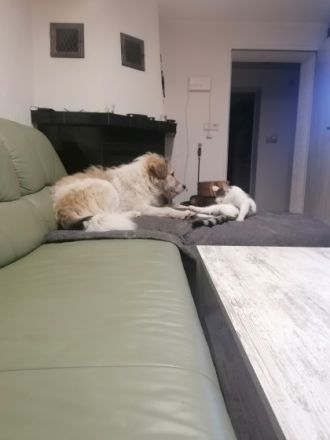 Hera, Junge Hündin, 2Jahre sucht ein neues Zuhause.