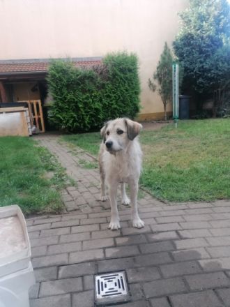 Hera, Junge Hündin, 2Jahre sucht ein neues Zuhause.