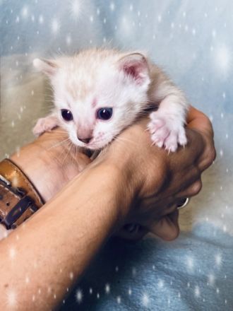 Wahlhalla Bengal Cats hat der Storch besucht! Unsere