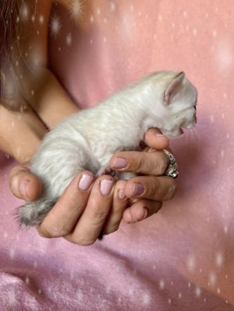 Wahlhalla Bengal Cats hat der Storch besucht! Unsere