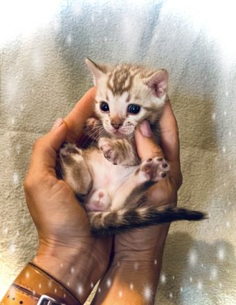 Wahlhalla Bengal Cats hat der Storch besucht! Unsere