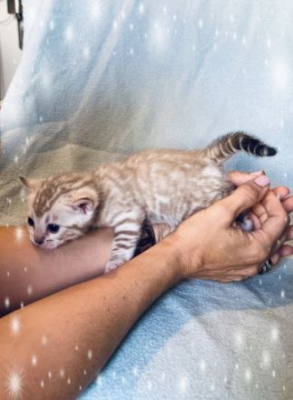 Wahlhalla Bengal Cats hat der Storch besucht! Unsere