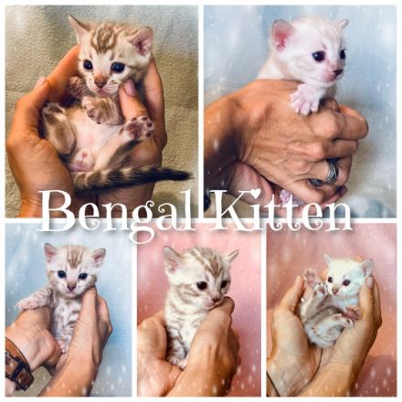 Wahlhalla Bengal Cats hat der Storch besucht! Unsere