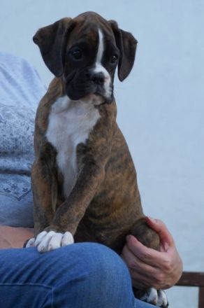 Boxer Welpen mit Papieren vom Boxer-Klub e.V. München /