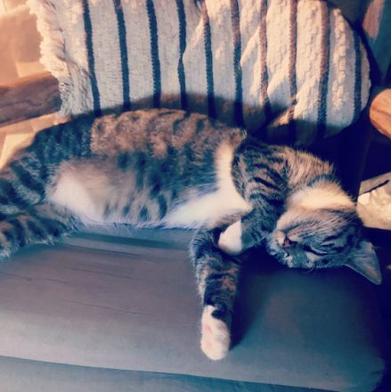 Hallo liebe Katzenfreunde! (Die Bilder zeigen unsere