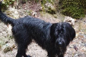 Drei stattliche Rüden, Zufallswurf, liebevolle