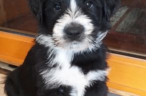 Drei stattliche Rüden, Zufallswurf, liebevolle