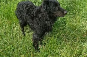 Drei stattliche Rüden, Zufallswurf, liebevolle