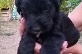 Drei stattliche Rüden, Zufallswurf, liebevolle