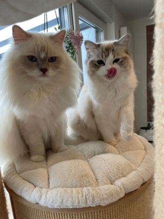 Unsere Kitten werden bis zur Abgabe ca. 15-16