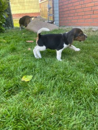 Lustige Beaglewelpen am 12.6.22 geboren aus guter
